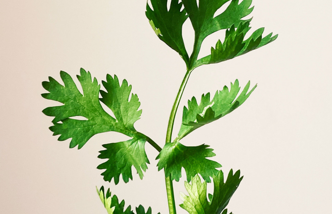 Чудо-зелень: 12 корисних властивостей петрушки