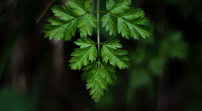 Чудо-зелень: 12 корисних властивостей петрушки