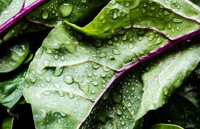 Зелений суперфуд: все про користь шпинату