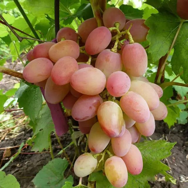 Саджанці винограду